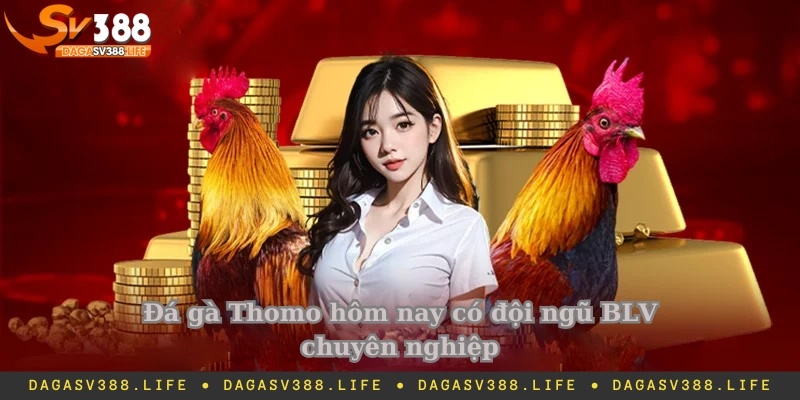 Đá gà Thomo hôm nay có đội ngũ BLV chuyên nghiệp