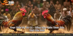 Trực tiếp đá gà C1